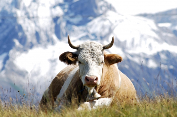 Швейцарская корова в Гштааде